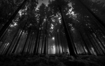 Black And White Landscapes Nature Trees Forest Wallpaper