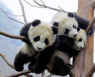 Funny Wallpaper Very Cute Baby Animal Pictures