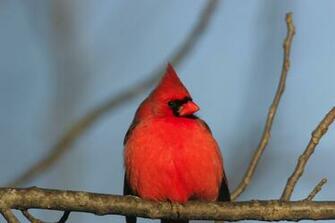 Ohio State Bird Of Northern Cardinal HD Walls Find Wallpaper