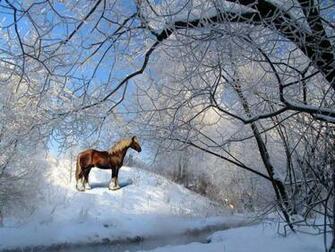Winter Cardinal Desktop Wallpaper Image Pictures Findpik