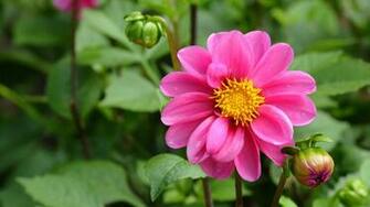 Flowers Windows Theme And Wallpaper All For