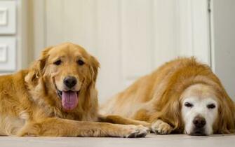 Golden Retriever Wallpaper Pictures Image