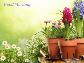 Good Morning Wallpaper