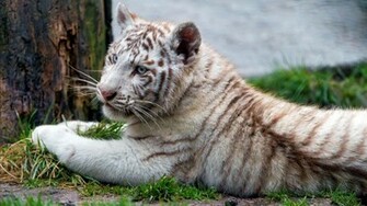 Chilling White Tiger Cub Wallpaper
