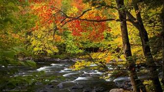 Wallpaper Oxtongue River Algonquin Park In Ontario Autumn