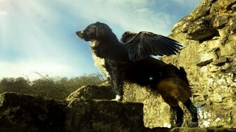 Flying Dog Cool Awesome Wallpaper HD