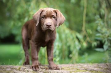 Chocolate Lab Puppy Wallpaper Background Image