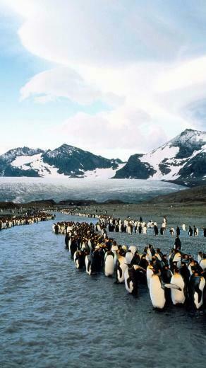 Wallpaper Penguins North Mountains Flock