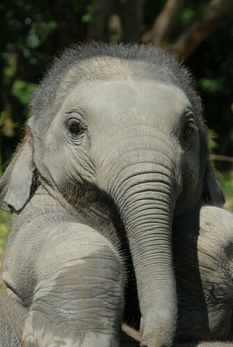 Cute Baby Elephant Pictures Amazing Creatures