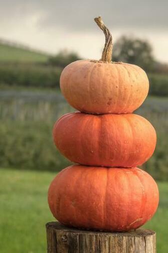 Pumpkins Orange Yellow Gourd Autumn Pumpkin Vegetable