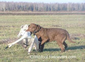 Retriever Chesapeake Bay Image Crazy Gallery