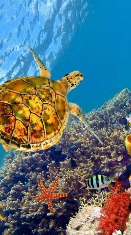 Turtle Wallpaper Ixpap