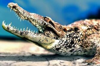 Welcome To Fun2shh World Alligator Crocodile