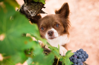 Dog Animal Chihuahua HD Wallpaper