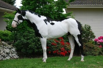 Paint Horse Wallpaper Animalgals