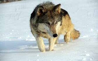 Back To Wolf Facts And Information Wallpaper HD Next Image