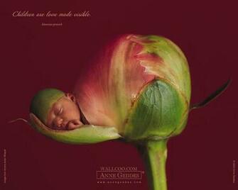 Anne Geddes Baby Wallpaper Vol Pictures