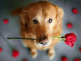 Cute Dog Dogs Wallpaper