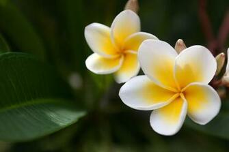 Yellow And White Wallpaper