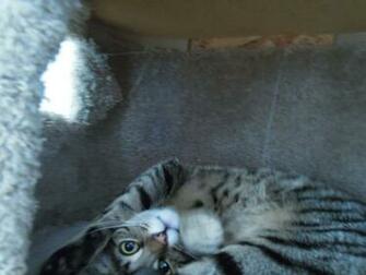 Kh180 S Derpy Cat By