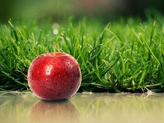Fruit Nature Wallpaper HD Freh