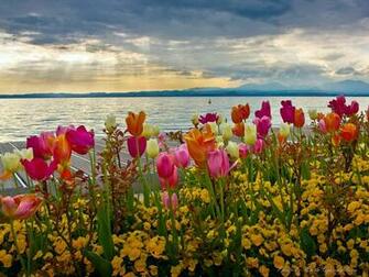Wallpaper Italy Sunset Lake Tulip Sun Bardolino Spring At