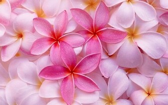 Tropical Plumeria Wallpaper HD