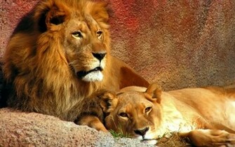 Lion Desktop Background HD Wallpaper