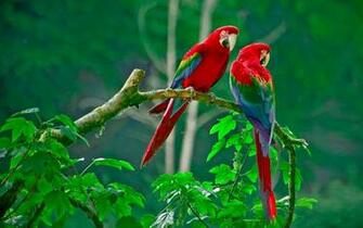 Bird Love Image Wallpaper Wallpaperlepi