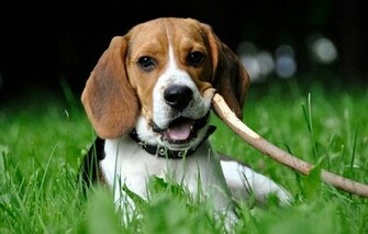 Beagle Wallpaper
