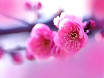 Flower Desktop Wallpaper Beautiful Flowers Red Rose