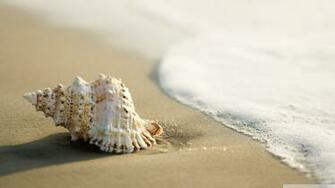 Shell Wallpaper And Background Image Net