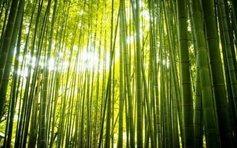 Bamboo Computer Wallpaper Desktop Background Id