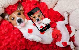Wallpaper Dog Petals Red Love Rose Romantic