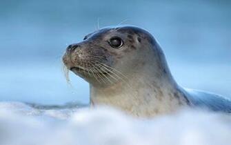 Baby Seal Wallpaper