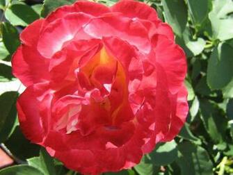 Big Red Rose Wallpaper