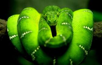 Green Mamba Wallpaper Ideas