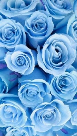 Flower Wallpaper iPhone Android Blue Roses