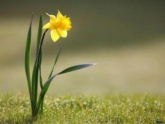 Wallpaper Blooming Daffodil X Desktop