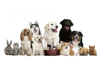Group Funny Pets On White Background Stock Video Footage