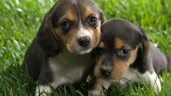 Cool Dogs Wallpaper