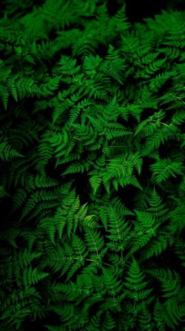 Nature Leaves Plant Green Wallpaper HD 4k Background For