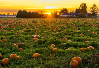 4k Wallpaper Countryside Dawn Texas Agriculture Law