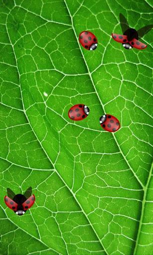 To Use Home Press Menu Wallpaper Live Ladybug Lwp
