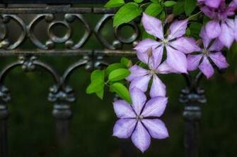 Clematis Lomonos Makro Image Flower Beautiful Purple Pics