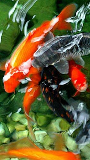 Koi Pond Animal iPhone Wallpaper S 3g
