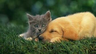 Cat And Dog Wallpaper HD Desktop