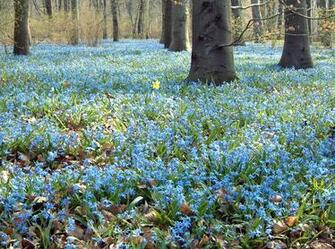 Springtime HD Wallpaper Nature