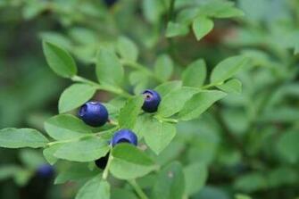 Plants Berries Wallpaper