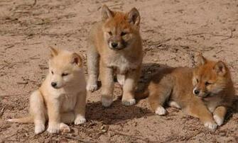 Dingo HD Desktop Wallpaper 7wallpaper Net